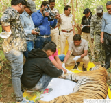 Chief Conservator of Forests & Field Director Pench Tiger Project